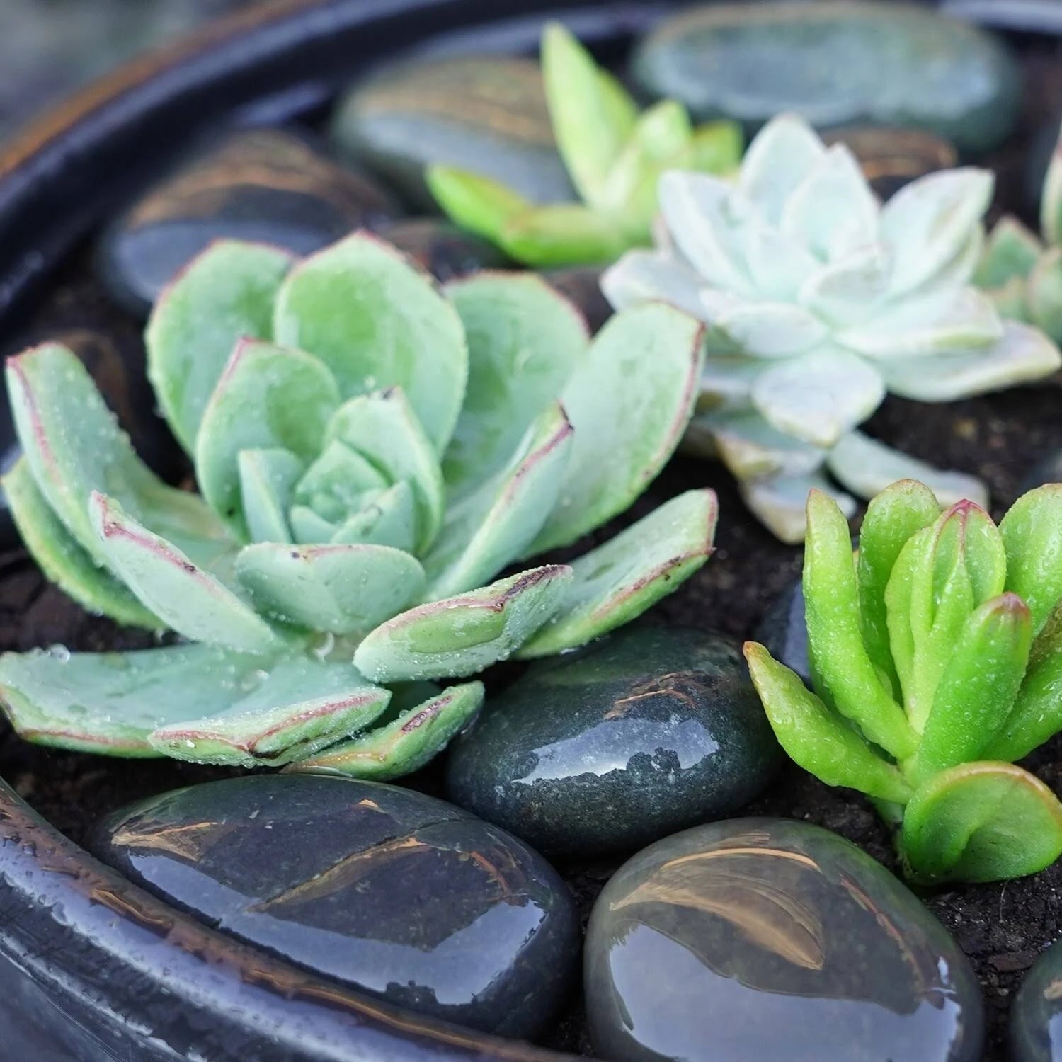 40 lbs Smooth Round Stones U557