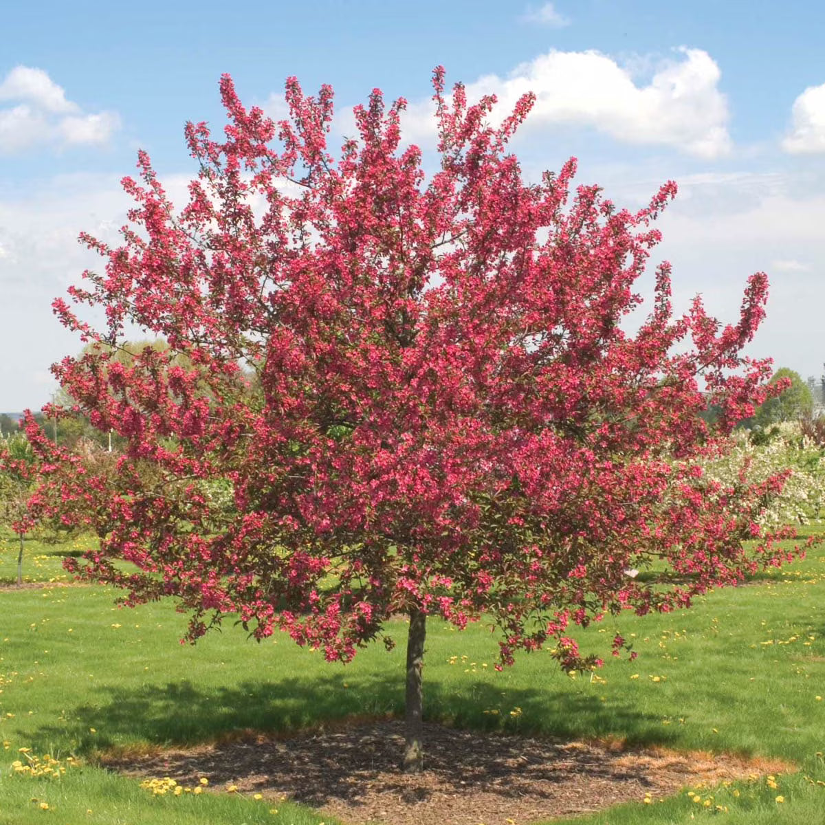 Dormant Bare Root Ornamental Tree (1-Pack) G423279
