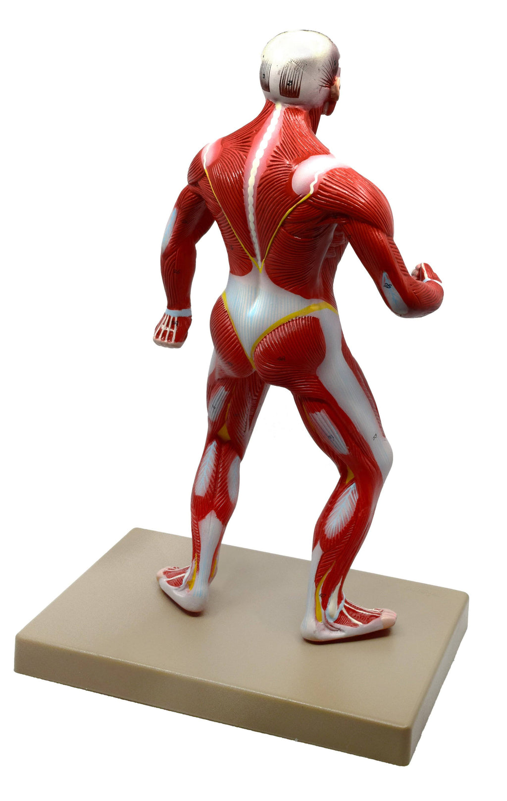 Human Muscular Body Anatomical Model, 1/4 Life size, Approx. 18x22 Tall J2025