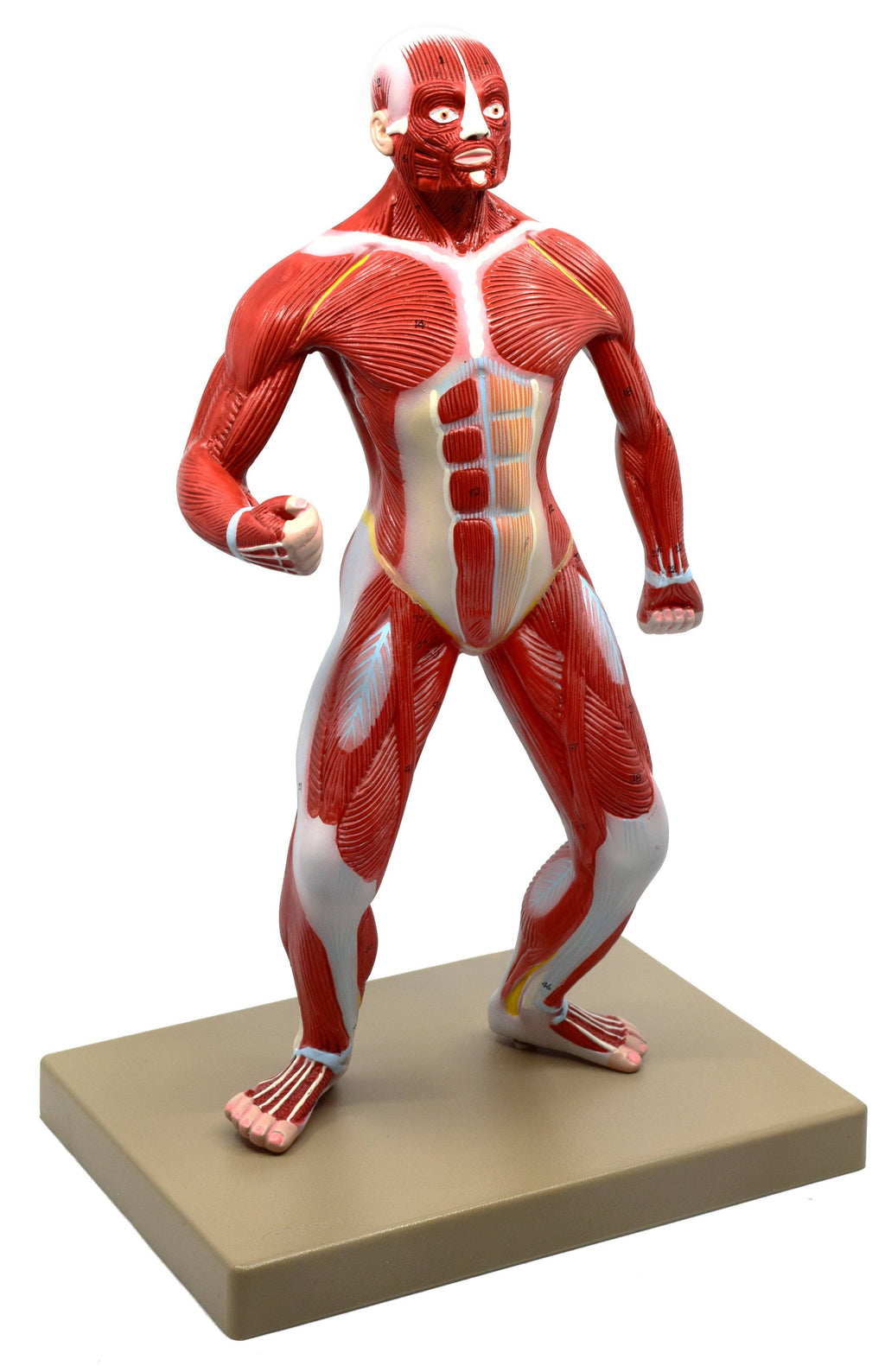 Human Muscular Body Anatomical Model, 1/4 Life size, Approx. 18x22 Tall J2025