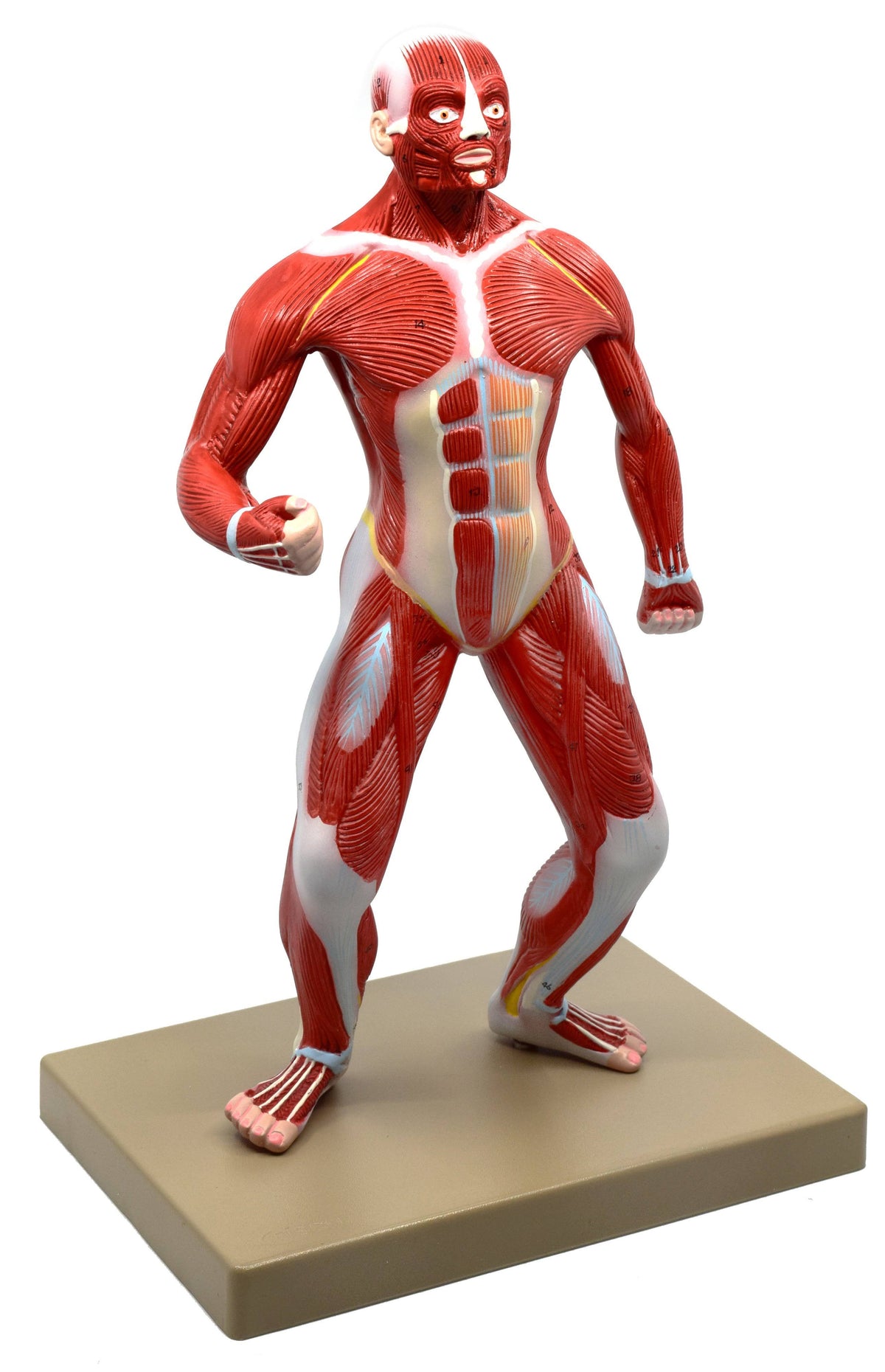Human Muscular Body Anatomical Model, 1/4 Life size, Approx. 18x22 Tall J2025