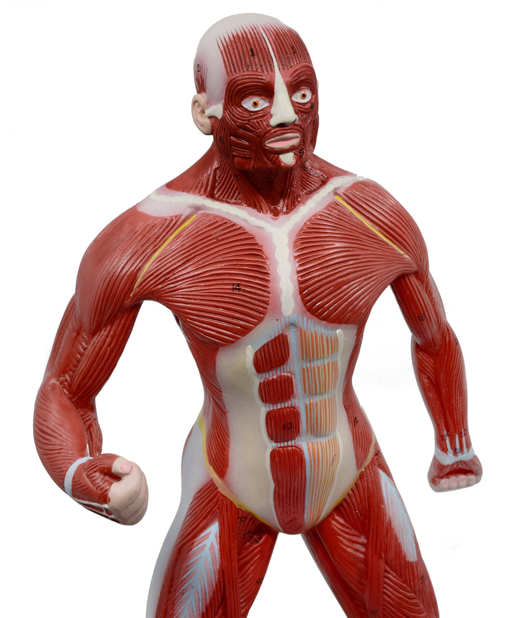 Human Muscular Body Anatomical Model, 1/4 Life size, Approx. 18x22 Tall J2025