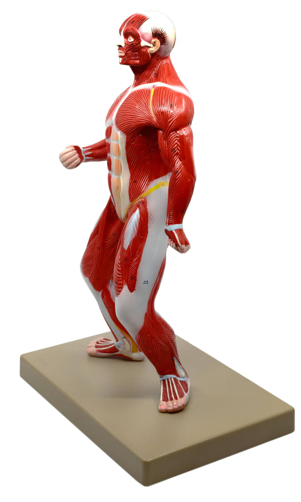 Human Muscular Body Anatomical Model, 1/4 Life size, Approx. 18x22 Tall J2025