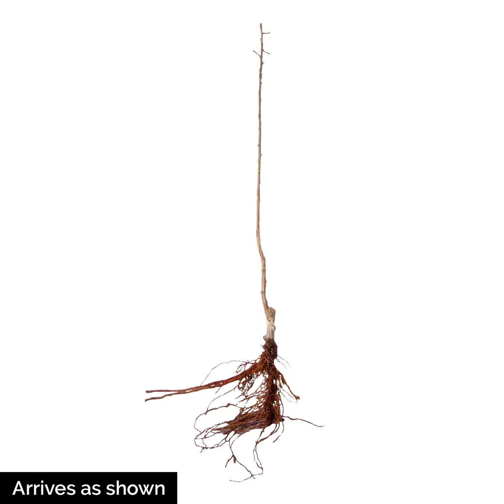 Dormant Bare Root Ornamental Tree (1-Pack) G423279