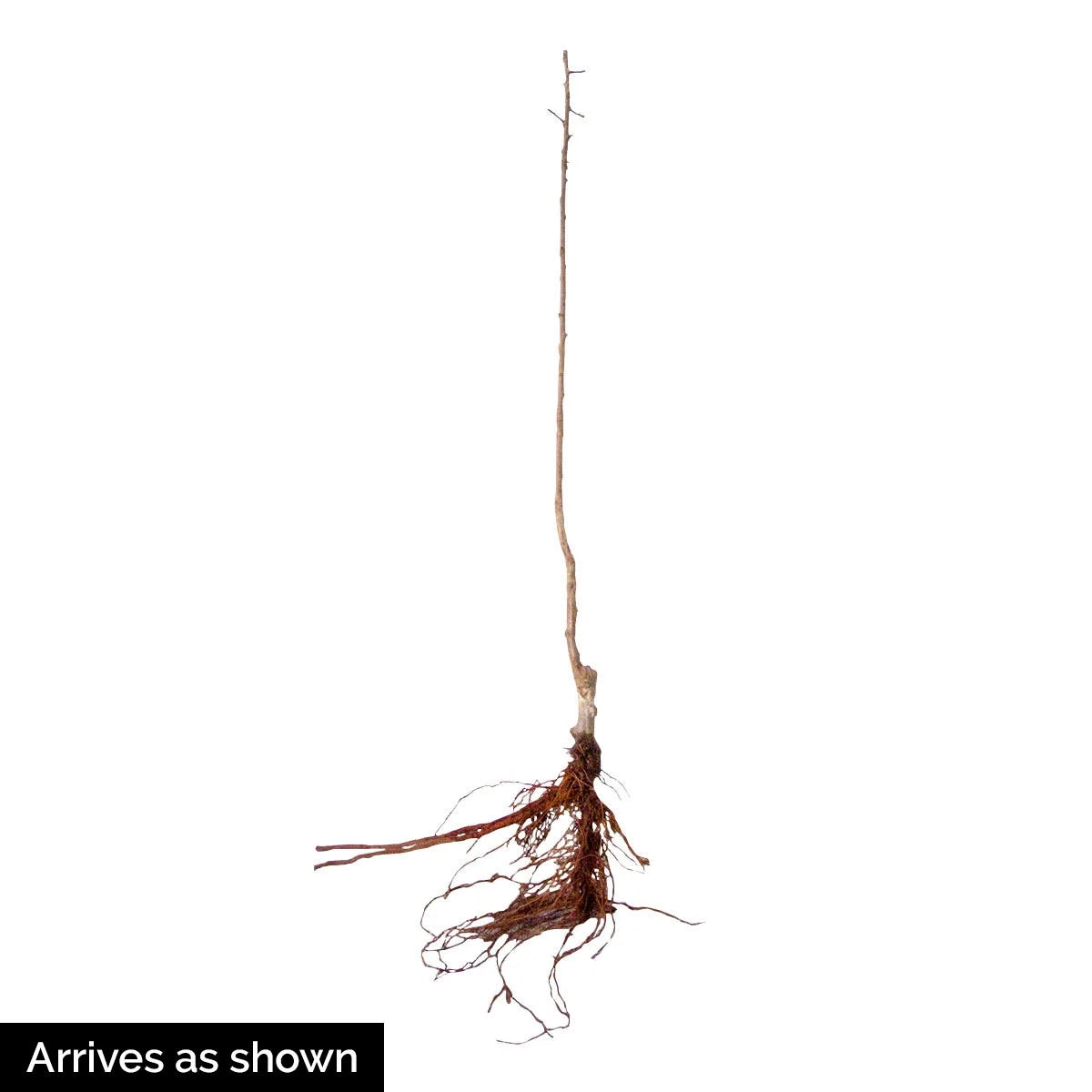 Dormant Bare Root Ornamental Tree (1-Pack) G423279