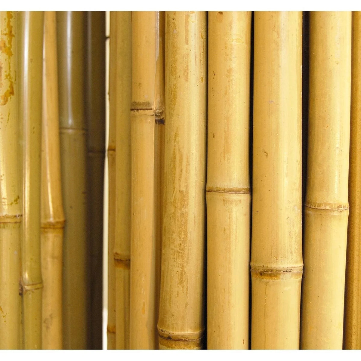 Natural Bamboo Fence T701772